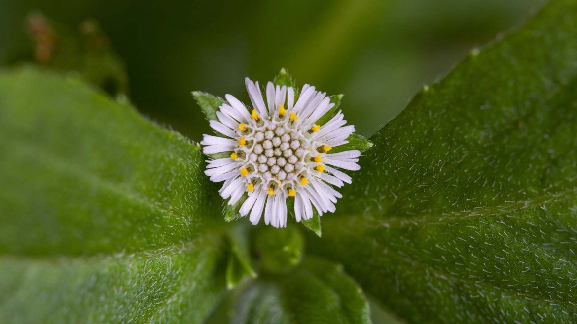 Bhringraj plant (Eclipta alba hassk)